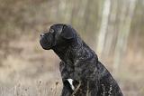CANE CORSO 771